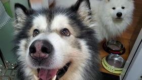 狗可以吃白瓜么,白瓜在狗狗饮食中的适宜性解析