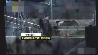 猪灌泥浆爆料视频播放大全,揭秘背后惊人真相