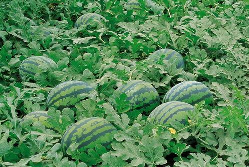 励志吃瓜的瓜农,吃瓜也能成就人生传奇