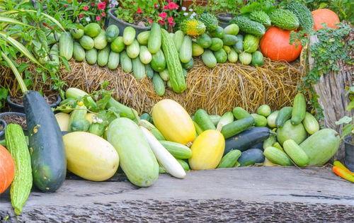 没钱吃小瓜,生活依旧精彩